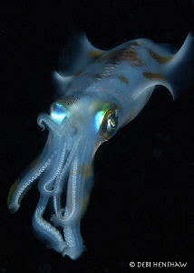 "Curious" another from my Night Squid series by Debi Henshaw 